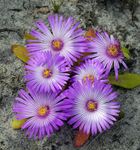 庭の花 リビングストンデージー, Dorotheanthus (Mesembryanthemum) ライラック フォト, 説明 と 栽培, 成長 と 特性