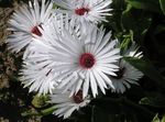 Livingstone Daisy