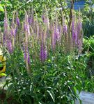 Záhradné kvety Longleaf Rozrazil, Veronica longifolia fialový fotografie, popis a pestovanie, pestovanie a vlastnosti