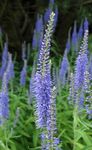 Hage blomster Longleaf Speedwell, Veronica longifolia lyse blå Bilde, beskrivelse og dyrking, voksende og kjennetegn