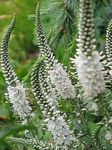 Hage blomster Longleaf Speedwell, Veronica longifolia hvit Bilde, beskrivelse og dyrking, voksende og kjennetegn
