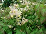 ბაღის ყვავილები Longspur Epimedium, Barrenwort თეთრი სურათი, აღწერა და გაშენების, იზრდება და მახასიათებლები