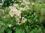 Zahradní květiny Longspur Epimedium, Barrenwort bílá fotografie, popis a kultivace, pěstování a charakteristiky