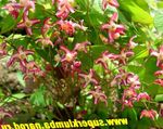 Sodo Gėlės Longspur Epimedium, Mitra raudonas Nuotrauka, aprašymas ir auginimas, augantis ir charakteristikos