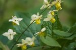 amarillo Flor Epimedium Longspur, Barrenwort características y Foto