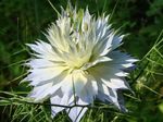 Love-In-A-Mist