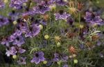 Trädgårdsblommor Love-In-A-Mist, Nigella damascena violett Fil, beskrivning och uppodling, odling och egenskaper