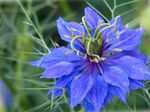 Kerti Virágok Szeretni-In-A-Köd, Nigella damascena kék fénykép, leírás és termesztés, növekvő és jellemzők