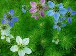 Trädgårdsblommor Love-In-A-Mist, Nigella damascena ljusblå Fil, beskrivning och uppodling, odling och egenskaper