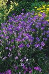 Zahradní květiny Láska Rostlina, Amorův Dart, Catananche nachový fotografie, popis a kultivace, pěstování a charakteristiky