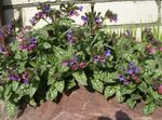 Tuin Bloemen Longkruid, Pulmonaria lila foto, beschrijving en teelt, groeiend en karakteristieken