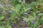 Hage blomster Lungwort, Pulmonaria blå Bilde, beskrivelse og dyrking, voksende og kjennetegn