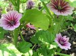 Záhradné kvety Slez, Francúzske Topoľovka, Malva sylvestris ružová fotografie, popis a pestovanie, pestovanie a vlastnosti