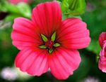 Hage blomster Malope, Malope trifida rød Bilde, beskrivelse og dyrking, voksende og kjennetegn