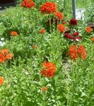 I fiori da giardino Croce Maltese, Croce Di Gerusalemme, L'orgoglio Di Londra, Lychnis chalcedonica rosso foto, descrizione e la lavorazione, la coltivazione e caratteristiche
