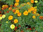 Flores do Jardim Malmequer, Tagetes laranja foto, descrição e cultivo, crescente e características