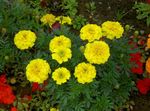 Vrtno Cvetje Ognjič, Tagetes rumena fotografija, opis in gojenje, rast in značilnosti