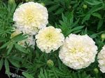 Have Blomster Morgenfrue, Tagetes hvid Foto, beskrivelse og dyrkning, voksende og egenskaber