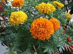 orange Flower Marigold characteristics and Photo