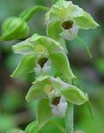 Tuin Bloemen Moeraswespenorchis, Moeras Epipactis groen foto, beschrijving en teelt, groeiend en karakteristieken