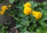 Hage blomster Bekkeblom, Kingcup, Caltha palustris gul Bilde, beskrivelse og dyrking, voksende og kjennetegn