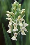 Hage blomster Myr Orchid, Spotted Orkide, Dactylorhiza hvit Bilde, beskrivelse og dyrking, voksende og kjennetegn