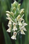 blanco Flor Pantano Orquídea, Orquídea Manchada características y Foto