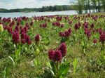 burgundy Flower Marsh Orchid, Spotted Orchid characteristics and Photo