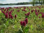 burgundia Floare Marsh Orhidee, Orhidee Pete caracteristici și fotografie