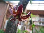 Garden Flowers Martagon Lily, Common Turk's Cap Lily, Lilium burgundy Photo, description and cultivation, growing and characteristics