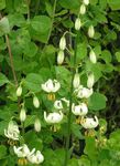 Martagon Lily, Common Turk's Cap Lily