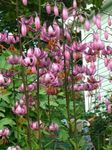 Garden Flowers Martagon Lily, Common Turk's Cap Lily, Lilium pink Photo, description and cultivation, growing and characteristics