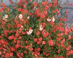 Mask Blomma, Alonsoa röd Fil, beskrivning och uppodling, odling och egenskaper