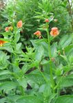 Maske Blomst, Alonsoa orange Bilde, beskrivelse og dyrking, voksende og kjennetegn