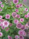 Flores do Jardim Masterwort, Astrantia rosa foto, descrição e cultivo, crescente e características