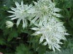 Sodo Gėlės Masterwort, Astrantia baltas Nuotrauka, aprašymas ir auginimas, augantis ir charakteristikos