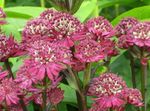burgundy Flower Masterwort characteristics and Photo