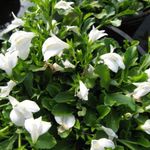 Záhradné kvety Mazus, Mazus reptans biely fotografie, popis a pestovanie, pestovanie a vlastnosti