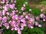 Vrtno Cvetje Travnik Rue, Thalictrum roza fotografija, opis in gojenje, rast in značilnosti
