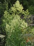 Vrtno Cvetje Travnik Rue, Thalictrum rumena fotografija, opis in gojenje, rast in značilnosti