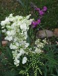 Sodo Gėlės Meadowsweet, Vīgrieze, Filipendula baltas Nuotrauka, aprašymas ir auginimas, augantis ir charakteristikos