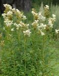 Ogrodowe Kwiaty Meadowsweet (Spirea, Filipendula) biały zdjęcie, opis i uprawa, hodowla i charakterystyka