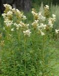 Kerti Virágok Meadowsweet, Koloncos Bajmóca, Filipendula fehér fénykép, leírás és termesztés, növekvő és jellemzők