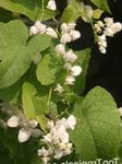 blanc Fleur Mexicain Vigne De Corail, Liane Corail, Liane Honolulu, Corallita, Chinois Amour De La Vigne les caractéristiques et Photo