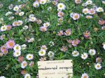 Mexican Daisy, Santa Barbara Daisy, Dancing Daisy, Latin American Fleabane, Seaside Daisy 