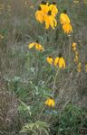 Ogrodowe Kwiaty Ratibida żółty zdjęcie, opis i uprawa, hodowla i charakterystyka