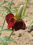 Mexickej Klobúky, Sivá Čele Echinacea, Vzpriamene Prérie Echinacea, Žlté, Červené Klobúky Echinacea