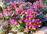 Have Blomster Mælkeurt, Polygala pink Foto, beskrivelse og dyrkning, voksende og egenskaber