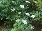 ბაღის ყვავილები Minoan მაქმანი, თეთრი მაქმანი Flower, Orlaya თეთრი სურათი, აღწერა და გაშენების, იზრდება და მახასიათებლები