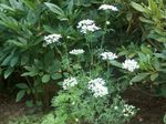 Encaje Minoan, Flor De Encaje Blanco, Orlaya blanco Foto, descripción y cultivo, cultivación y características